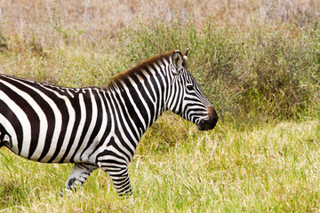 Naklejka premium Zebra species of African equids (horse family) united by their distinctive black and white striped coats in different patterns, unique to each individual in Serengeti, Tanzania