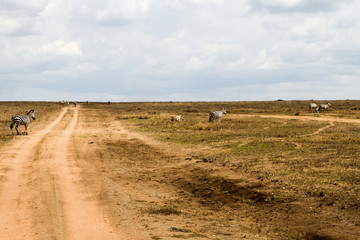 Obraz premium Serengeti National Park, Tanzanian national park in the Serengeti ecosystem in the Mara and Simiyu regions