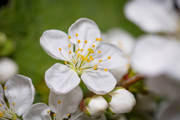 Fototapeta na wymiar apple blossom flower outdoors