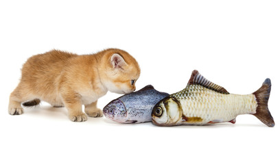 Little kitty and big fish