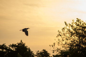 Vuelo al atardecer