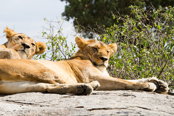 East African lions (Panthera leo), species in the family Felidae and a member of the genus Panthera, listed as vulnerable, in Serengeti National Park, Tanzania