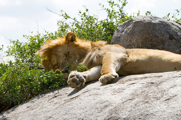 East African lions (Panthera leo), species in the family Felidae and a member of the genus...