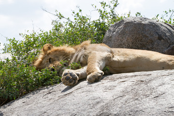 East African lions (Panthera leo), species in the family Felidae and a member of the genus...