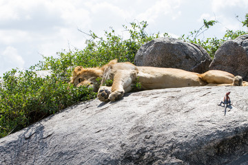 East African lions (Panthera leo), species in the family Felidae and a member of the genus Panthera, listed as vulnerable, in Serengeti National Park, Tanzania