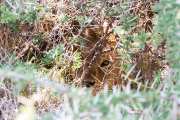 Male East African lion (Panthera leo melanochaita), species in the family Felidae and a member of the genus Panthera, listed as vulnerable, in Serengeti National Park, Tanzania