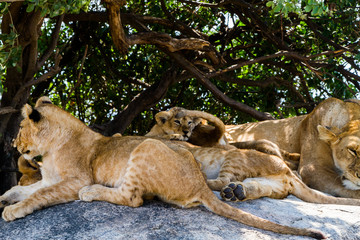Naklejka na ściany i meble East African lionesses with lion cubs (Panthera leo melanochaita), species in the family Felidae and a member of the genus Panthera, listed as vulnerable, in Serengeti National Park, Tanzania