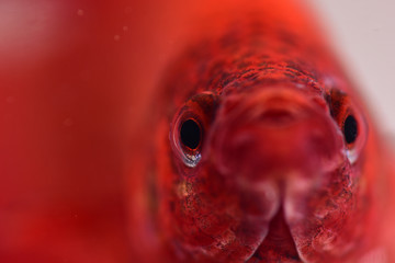 Betta Splendens rot Auge Makro