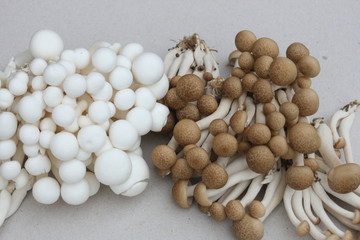 Buchenpilze, Shimeji