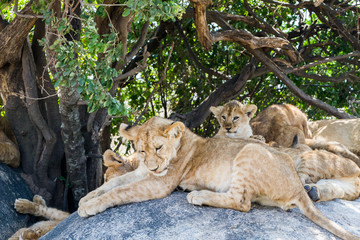 East African lion cubs (Panthera leo melanochaita), species in the family Felidae and a member of the genus Panthera, listed as vulnerable, in Serengeti National Park, Tanzania