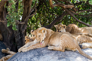 Naklejka na ściany i meble East African lion cubs (Panthera leo melanochaita), species in the family Felidae and a member of the genus Panthera, listed as vulnerable, in Serengeti National Park, Tanzania