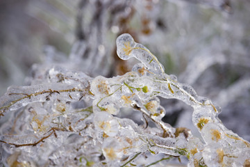 Frozen Tree,Leaves and Flowers on Ice Storm