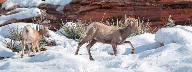Bighorn Sheep ram and ewe (ovis canadensis) on sunny winter day in Zion National Park in Utah United States
