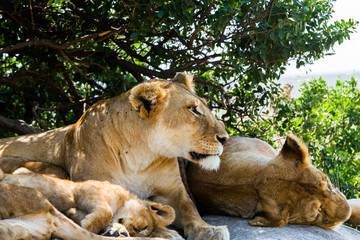Lioness