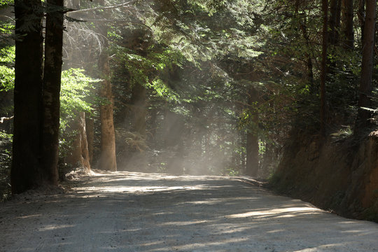 Waldweg von der Sonne durchflutet und staubig