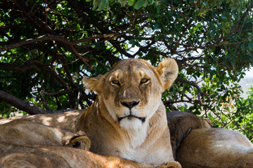 Lioness