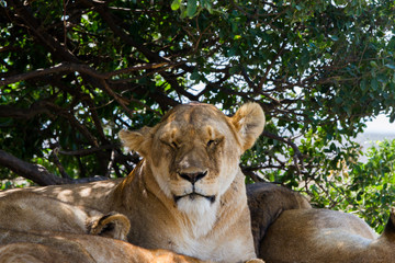 Fototapeta na wymiar Lioness