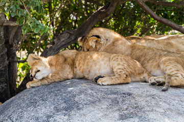 Southern African lion cubs and lionesses (Panthera leo), species in the family Felidae and a member...