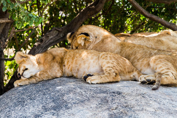 Fototapeta premium Southern African lion cubs and lionesses (Panthera leo), species in the family Felidae and a member of the genus Panthera, listed as vulnerable, in Serengeti National Park, Tanzania