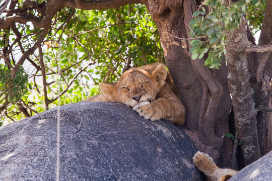 Southern African lion cubs (Panthera leo), species in the family Felidae and a member of the genus Panthera, listed as vulnerable, in Serengeti National Park, Tanzania