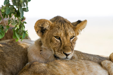 Southern African lion cubs and lionesses (Panthera leo), species in the family Felidae and a member...