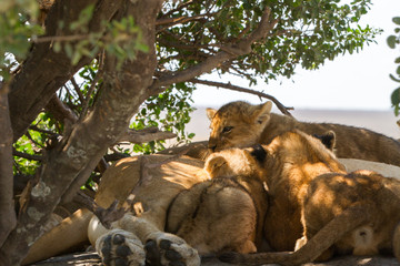 Southern African lion cubs and lionesses (Panthera leo), species in the family Felidae and a member...
