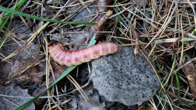 Goat Moth, Cossus cossus, in native habitat
