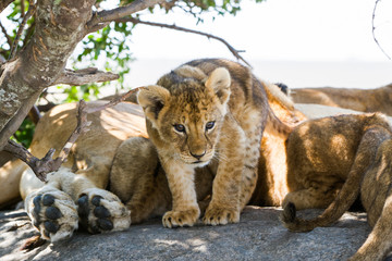 Southern African lion cubs and lionesses (Panthera leo), species in the family Felidae and a member of the genus Panthera, listed as vulnerable, in Serengeti National Park, Tanzania