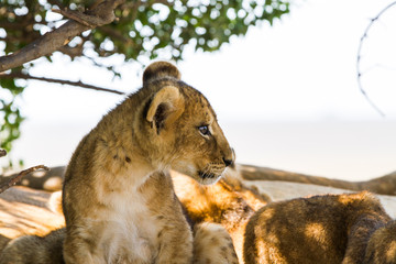 Southern African lion cubs and lionesses (Panthera leo), species in the family Felidae and a member...