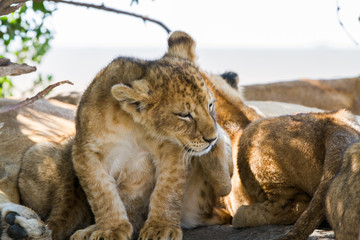 Southern African lion cubs and lionesses (Panthera leo), species in the family Felidae and a member of the genus Panthera, listed as vulnerable, in Serengeti National Park, Tanzania