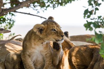 Southern African lion cubs and lionesses (Panthera leo), species in the family Felidae and a member of the genus Panthera, listed as vulnerable, in Serengeti National Park, Tanzania