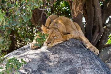 Southern African lion cubs (Panthera leo), species in the family Felidae and a member of the genus...