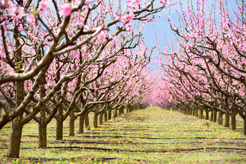 Colonnade of cherry blossom trees in an orchard during spring time © Toshe