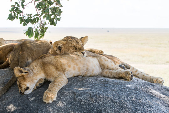 Southern African lion cubs and lionesses (Panthera leo), species in the family Felidae and a member of the genus Panthera, listed as vulnerable, in Serengeti National Park, Tanzania