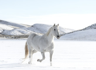 White on White