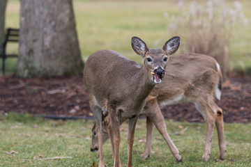 Deer Eating