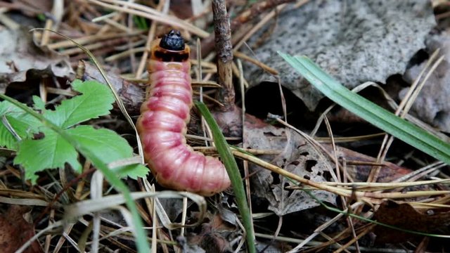 Goat Moth, Cossus cossus, in native habitat

