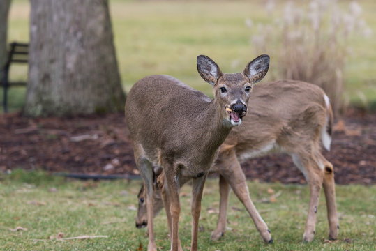 Deer Eating