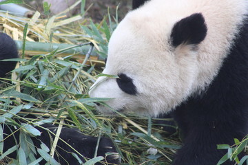Panda chewing bamboo which the the primary part of their diet