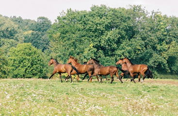 koń horse © Nadia