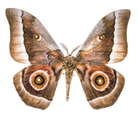 Naklejka premium Emperor moth moth isolated on white