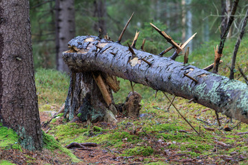 Broken tree on the ground