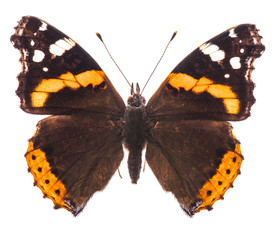 Naklejka premium Red admiral butterfly
