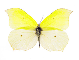 Fototapeta premium Common brimstone butterfly