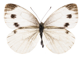 Naklejka premium Small white butterfly