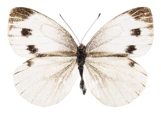 Foto op Plexiglas Small white butterfly © Fyle