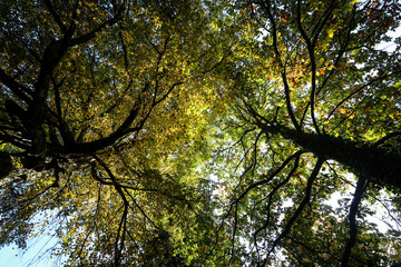 Fototapeta premium Autumn is the favorite time of the year, because it changes the way we see the world.