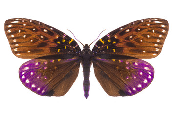 Amesia sanguiflua isolated on white