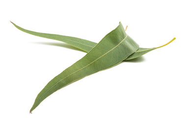 eucalyptus leaves