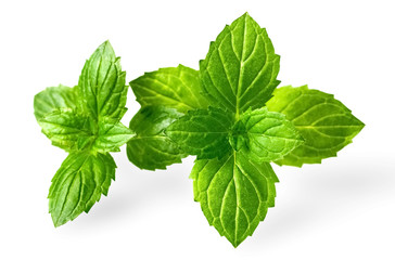 fresh peppermint leaves isolated on white